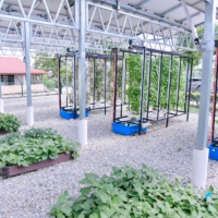 FARM 11