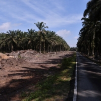 KAHANG 11