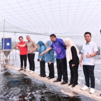 KOLAM 14