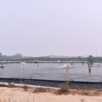 KOLAM 7